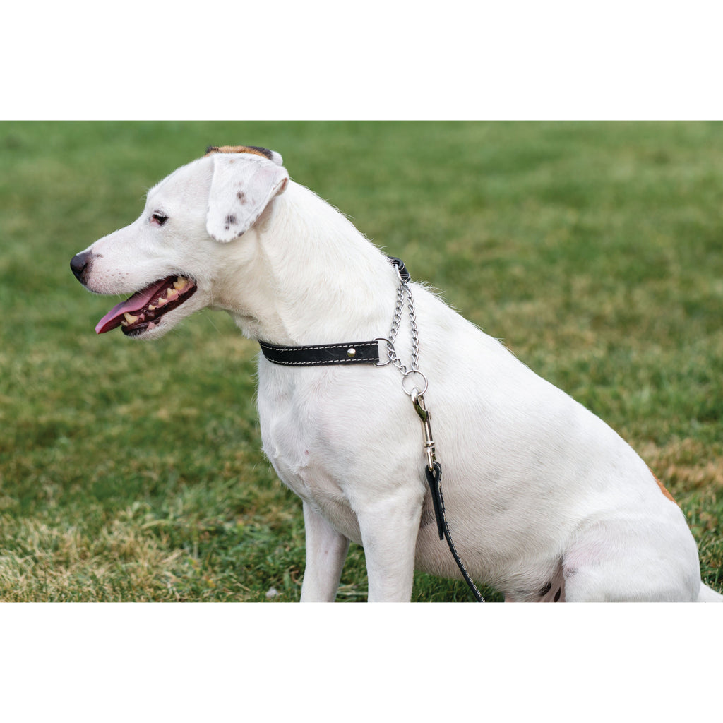 Martingale Midnight Black Leather Dog Collar