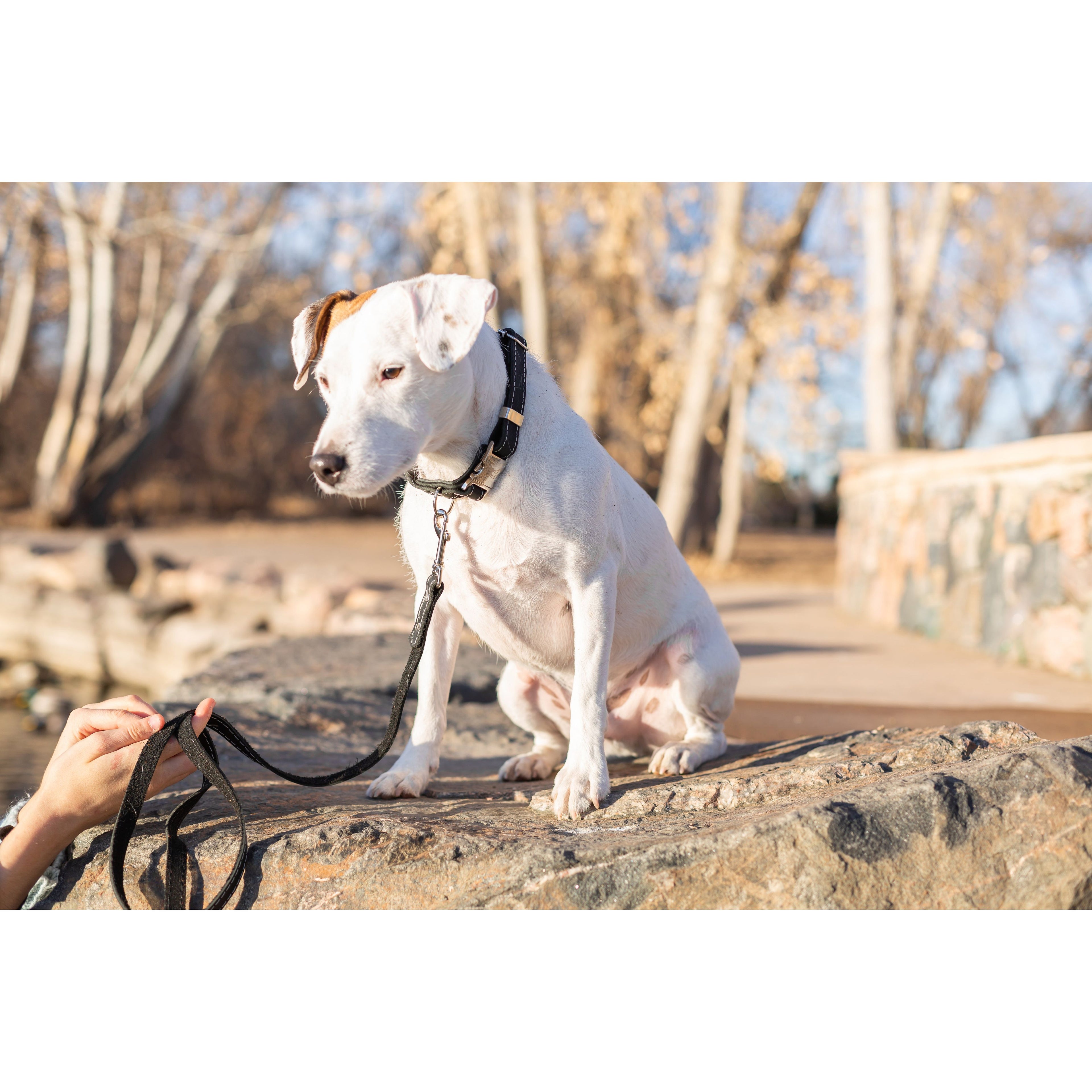 Bestseller Quick-Release Midnight Black Leather Dog Collar with Metal Buckle